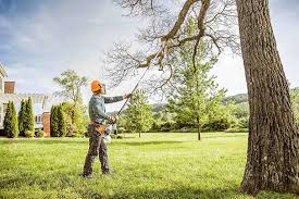 Tree and Shrub Care in Channel Islands Beach, CA