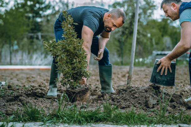 How Our Tree Care Process Works  in  Channel Islands Beach, CA